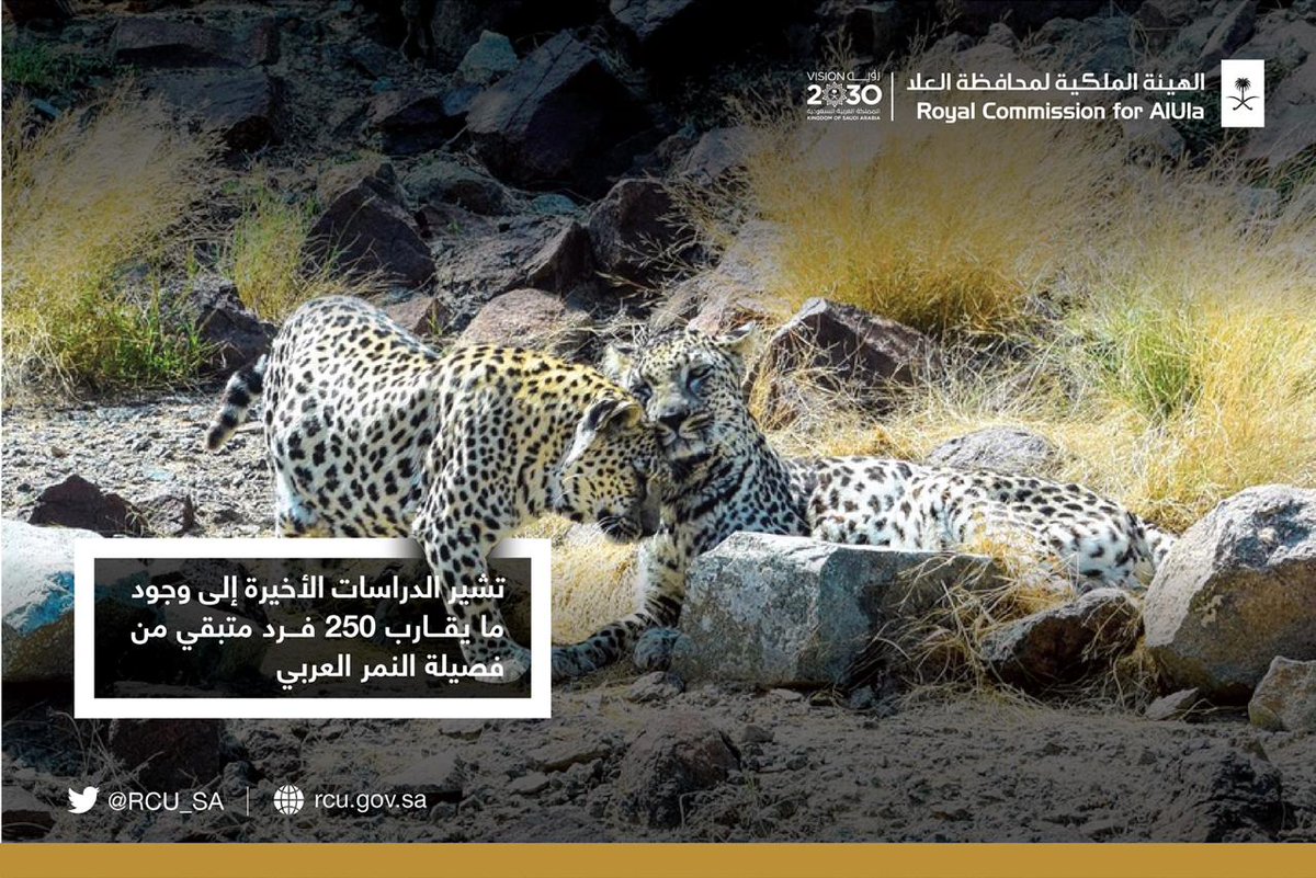 ey_iot's tweet image. يركز مشروع تطوير محمية شرعان الطبيعية على جعل المنطقة مناسبة لإطلاق وإعادة توطين النمر العربي المهدد بالانقراض، عن طريق توفير فرائسه البرية ومواطنه الطبيعية والبيئة المناسب

القضاء على ظاهره التصحُّر.
حماية الحيوانات البرية من الصيد.
منع قطع الأشجار، لزيادة الغطاء النباتي