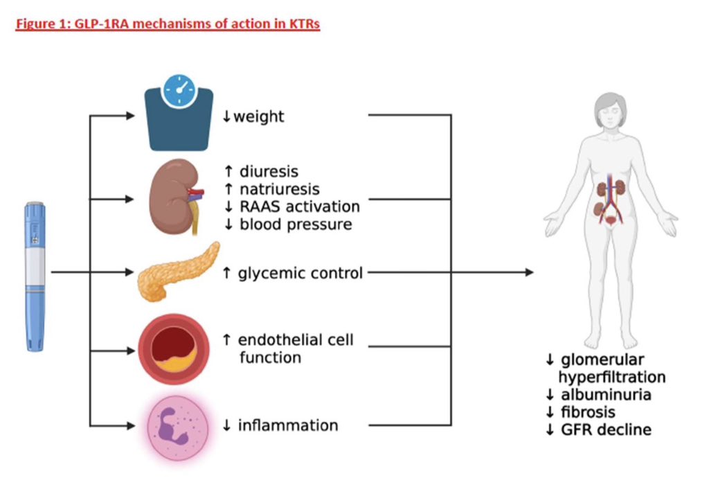 En trasplante renal, los aGLP1 aún no ha sido aprobados, no sabemos el momento exacto de su inicio, ni su efecto a largo plazo; pero con lo demostrado hoy, es razonable pensar que serán de mucha utilidad en esta población

Es cuestión de tiempo

NDT 2025
academic.oup.com/ndt/advance-ar…