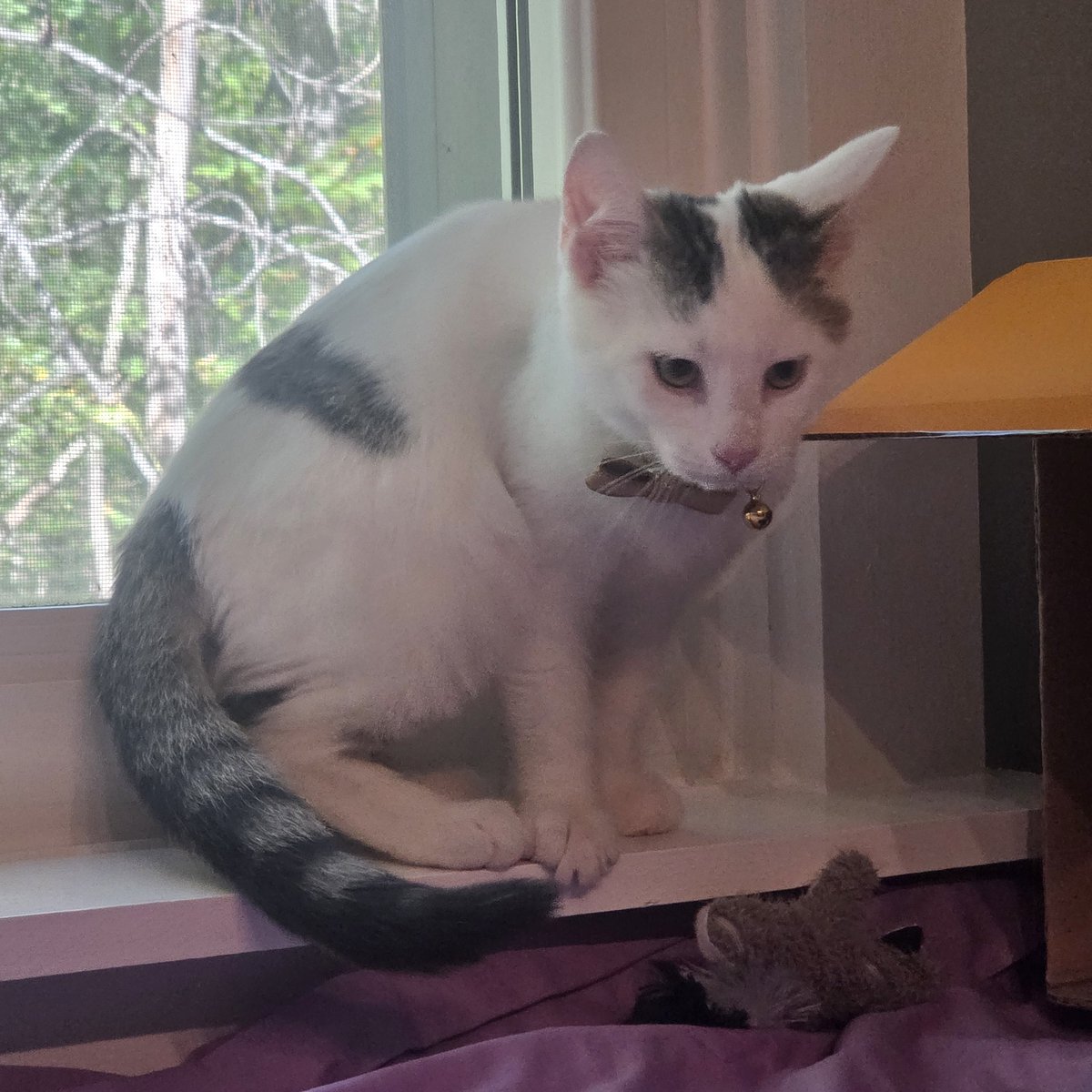 My wife and I lost our cat a year ago. Today we adopted a kitten, Castor, who is a wonderful addition to our family. I hope everyone puts more positivity into the world for tomorrow compared to today.