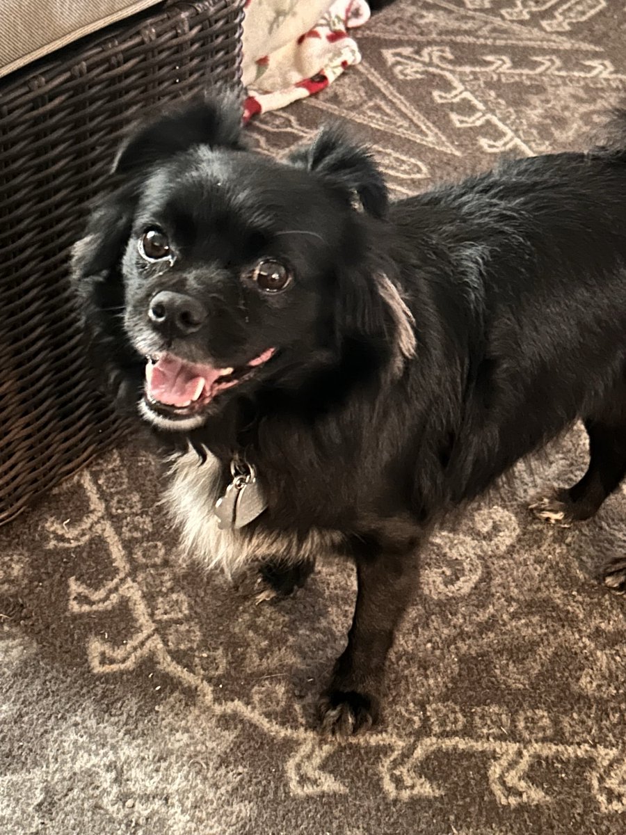 Iz woulb likes to say a big fanks yoo to all ub mah furriends an yoo goob wishes fur mah goob vetty nooz. Mah mom wuz berry worry bcuz i bin on da seizures medican fur mor den a year an dis wuz an impawtant bisit weez so happys to hab yoo furriendships Iz lubs yoo all