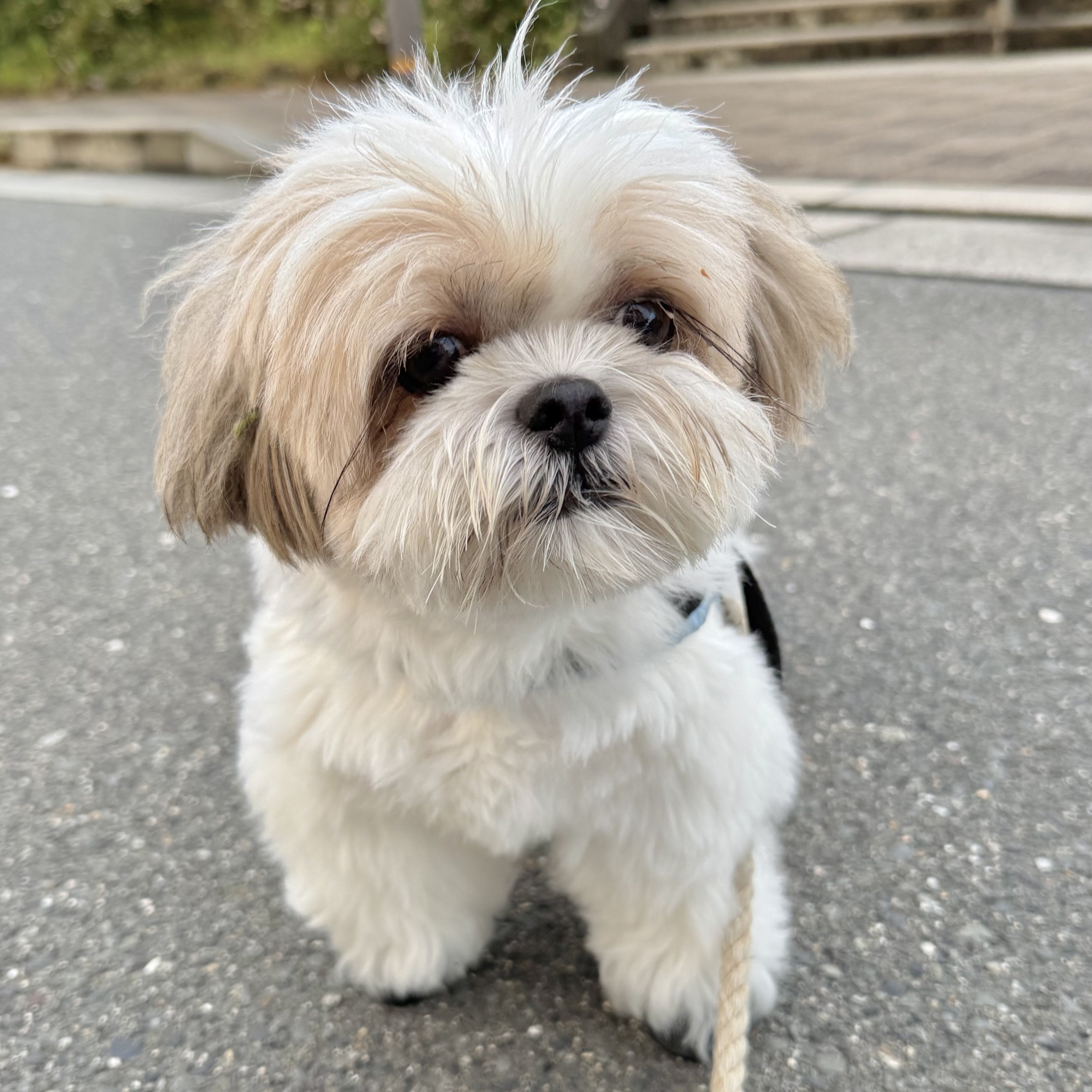 シーズー犬ページです♡ 4/2 シーズーの日🐶 こんな可愛い犬種を生み出した神様に感謝