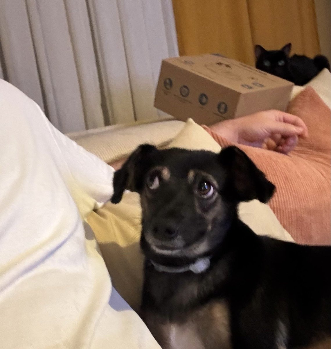 Haberi olmayanlar için Tosi’nin yeni kardeşi. Bizim geçici yuva olamayış