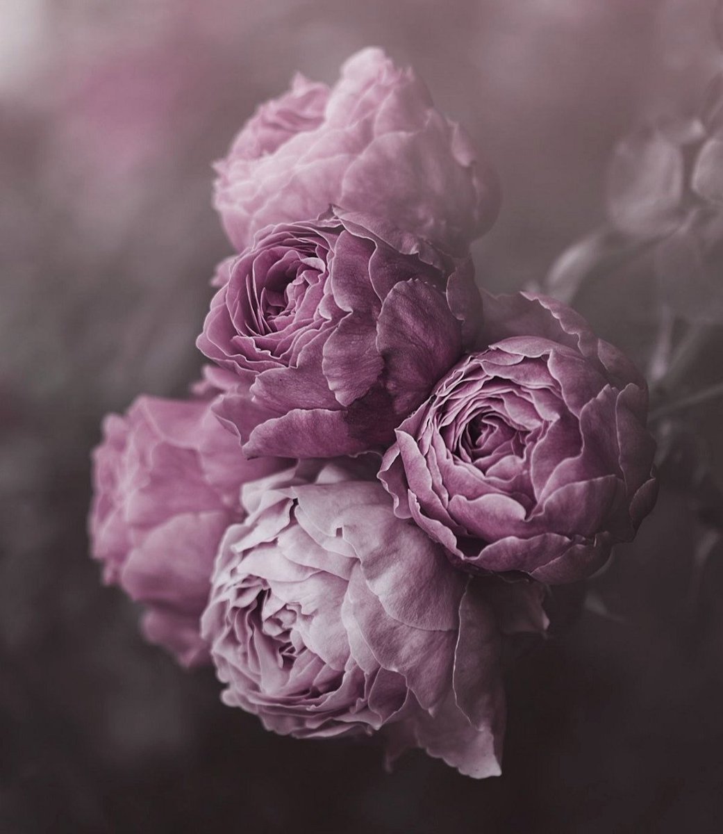 sanjaraic1's tweet image. Possessed by wraith of moments.

#7syllablesentence #wraith #oneliner 📸 by Marina de Vit