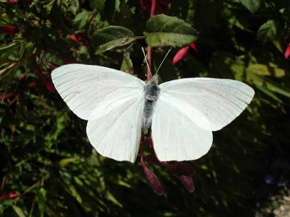 rogeliomtz75's tweet photo. Los japoneses dicen que cada vez que compartimos una mariposa blanca, algo maravilloso sucede. https://t.co/9cXDrstViS