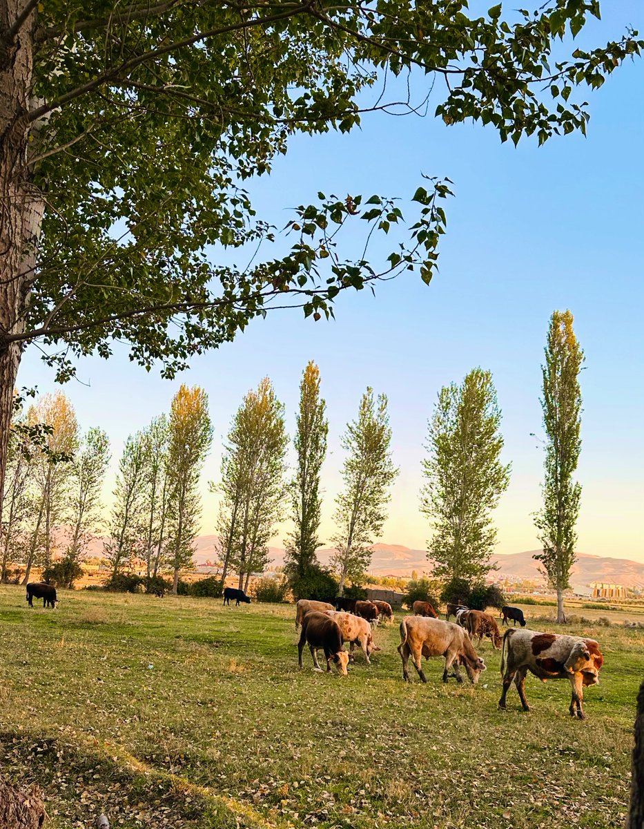 Sizi bizim eve götüreyim,bizim olun