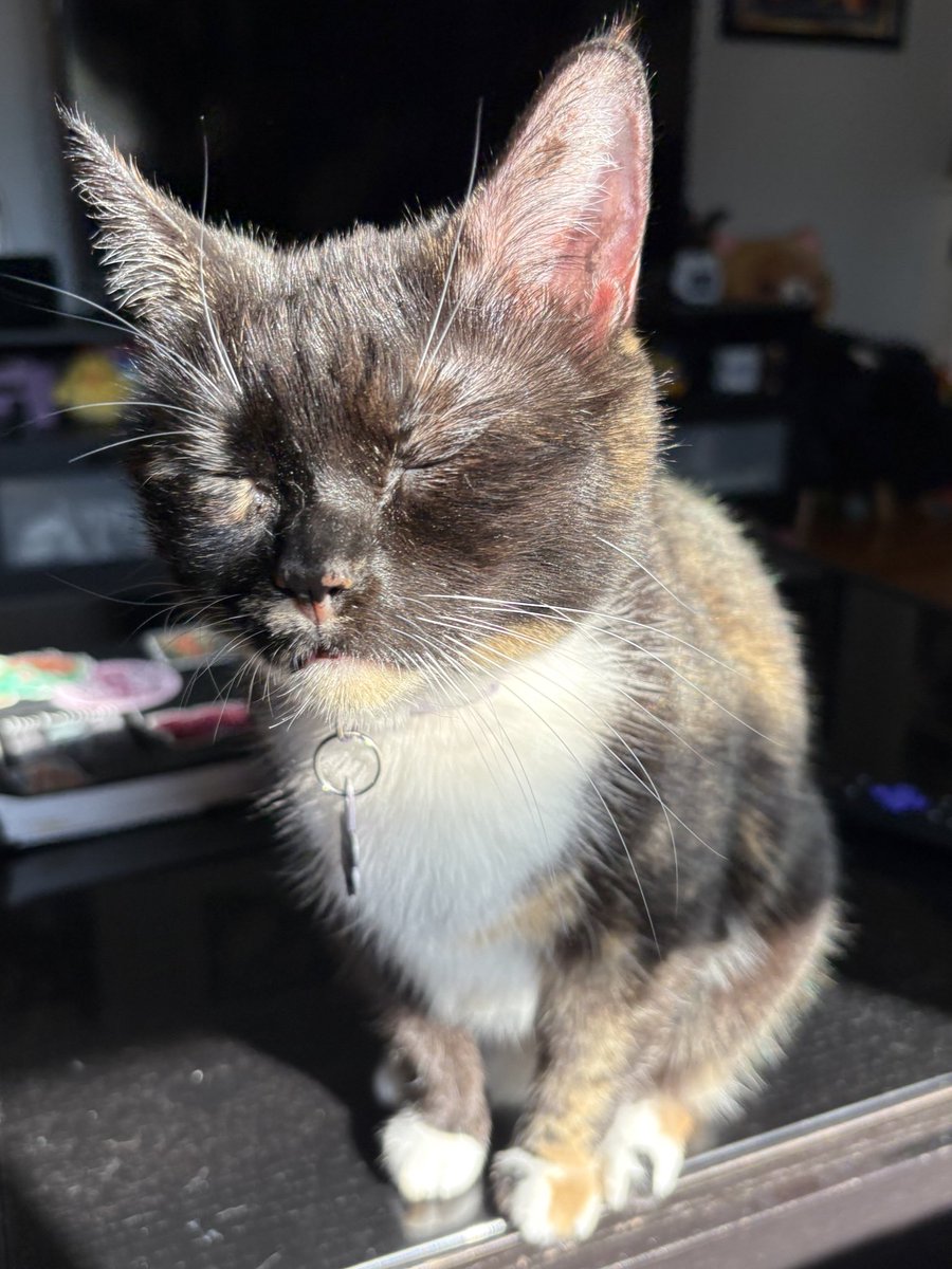 cubedacat's tweet image. 