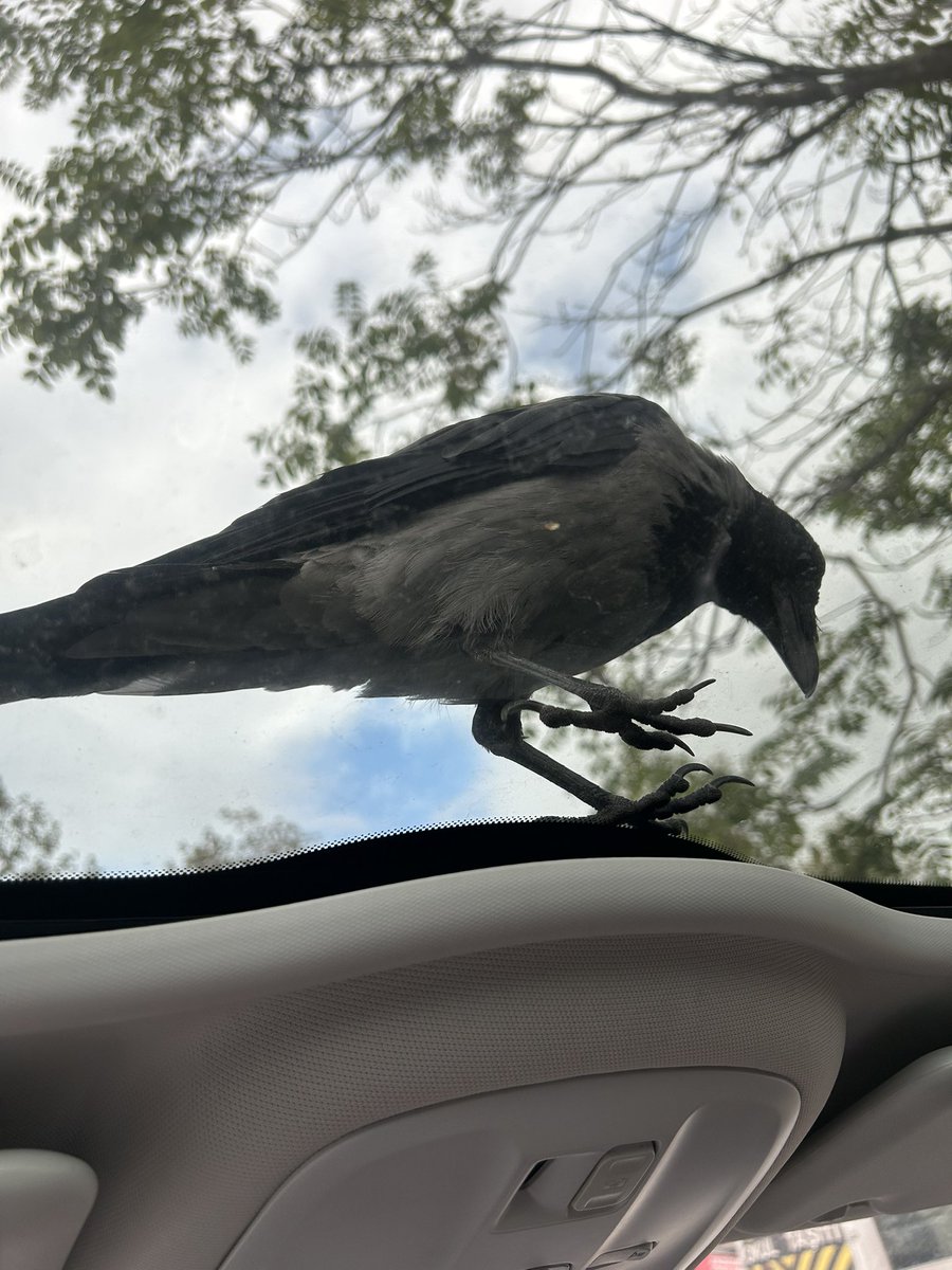 Başka araçlara muhabbet kuşu martı vs konar benim araca konan kuş ektedir:))