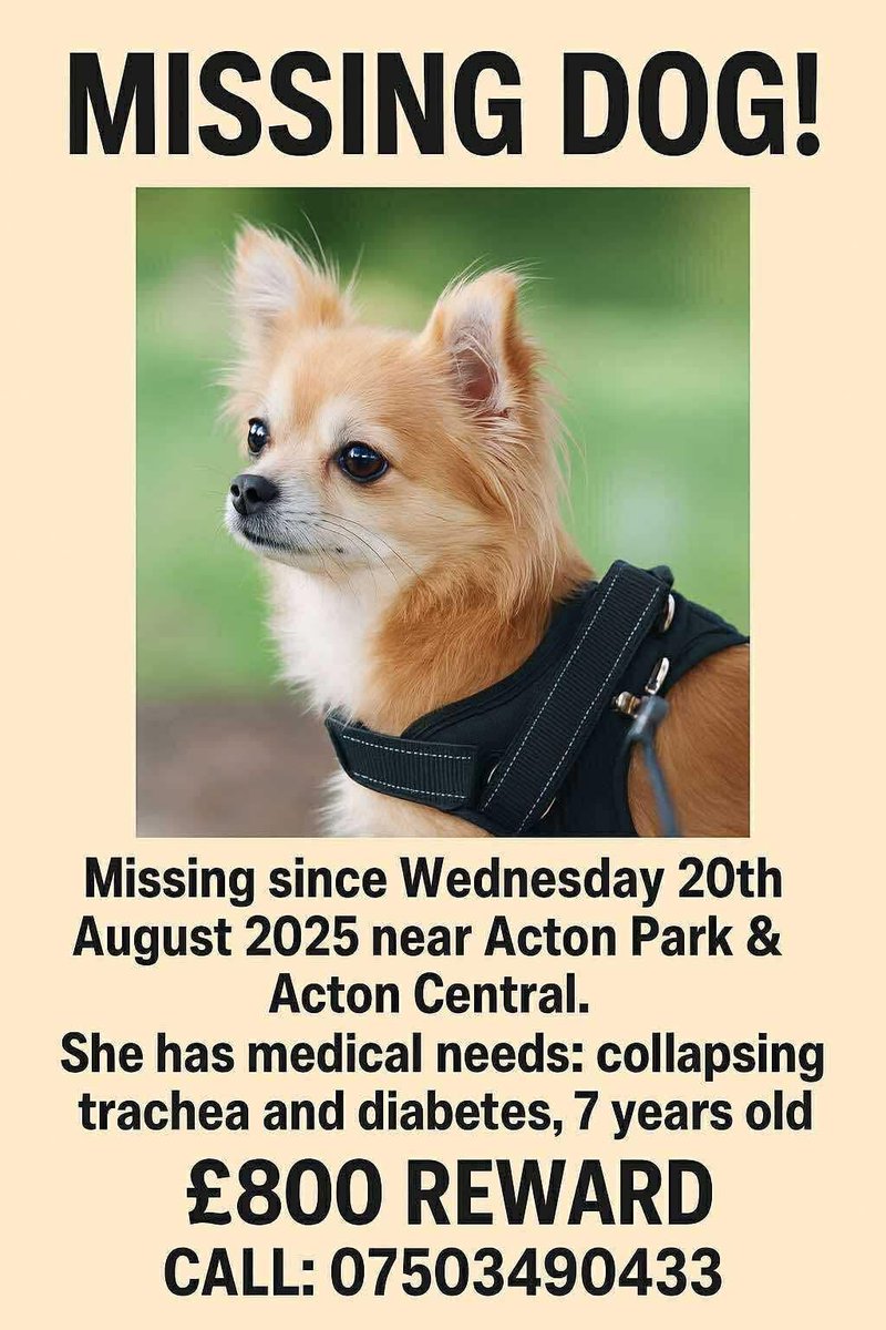 rosiedoc666's tweet image. #StolenDogHour 

BELLE * STOLEN FROM #ACTONPARK/nr #ACTON CENTRAL STN.
This beautiful oldie has been missing since 20/8/25, seen running/scared she needs her medication. 
if you see her, pls just call 07774 724797
doglost.co.uk/dog/199698

@SAMPAuk_ @BitofDecorum @02031961pat