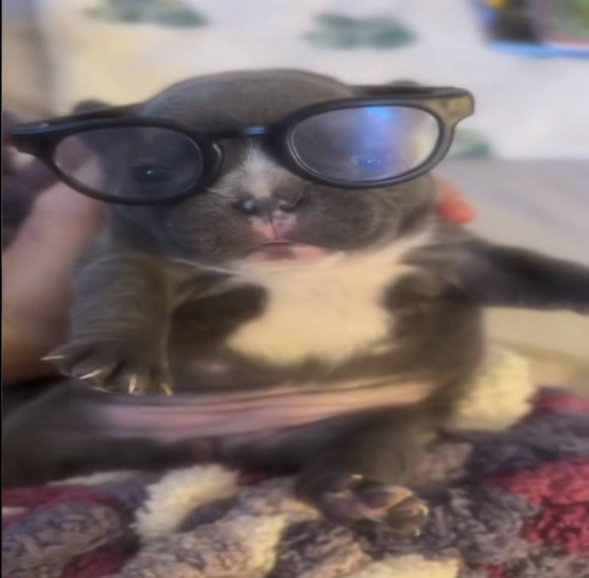 PibblePage's tweet image. Trying to understand on a quantum level why you’re not washing my belly right now