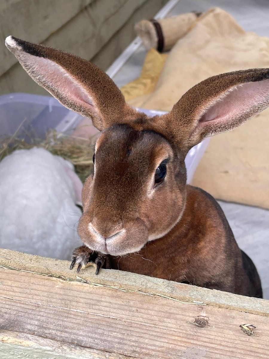 Carrot Cottage Rabbit Rescue tweet media