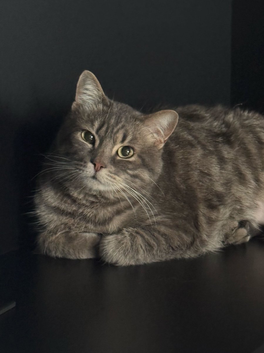 Друзі, нажаль Масік повернувся в свою тимчасову родину. Мені надзвичайно прикро, я хотіла саме його, але у нашої сімʼї з ним або в нього з нами не вийшло.  Мені наче серце вирвали 

Він шукає найкращі руки, бо це надзвичайний кіт — він дуже любопитний, добрий, грається як кінь,