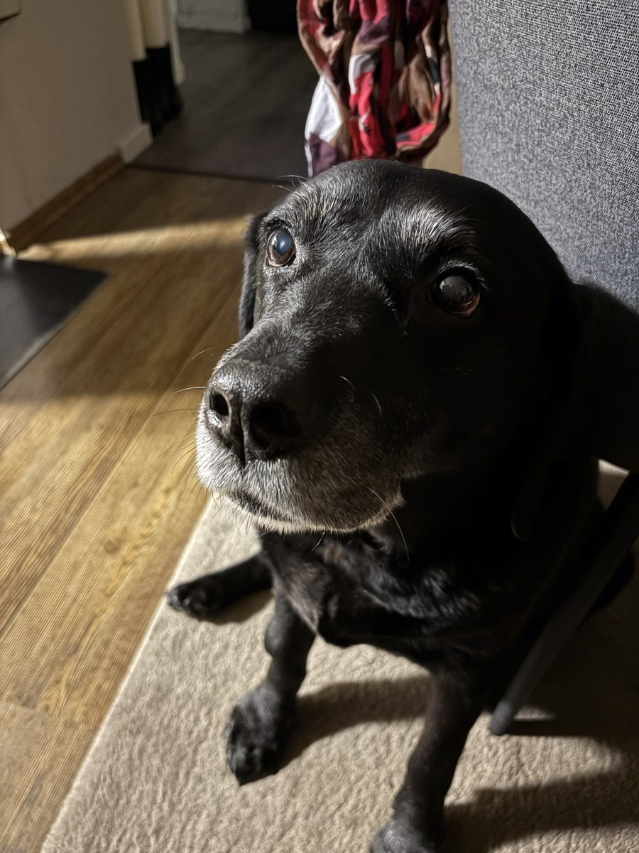 finn sagt ich sehe aus wie mein hund???