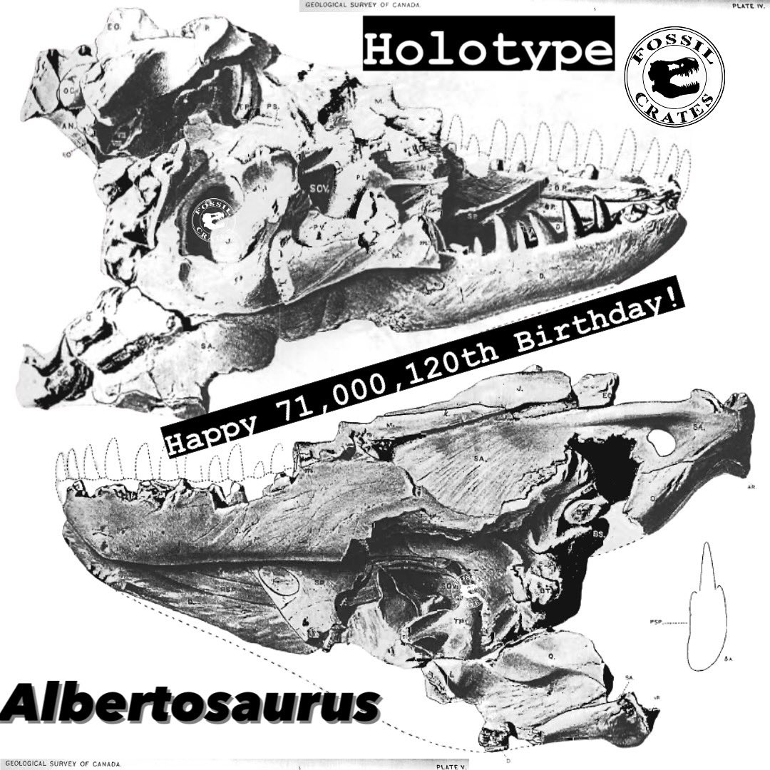 Fossilcrates's tweet image. Happy 120th Birthday, #Albertosaurus sarcophagus
Twas the 3rd theropod dinosaur named in Osborn’s Oct 4th, 1905 paper and felt like an afterthought alongside #Tyrannosaurus rex and Dynamosaurus. Even worse? It was last named and not figured. These are Lambe’s pics.
#FossilCrates