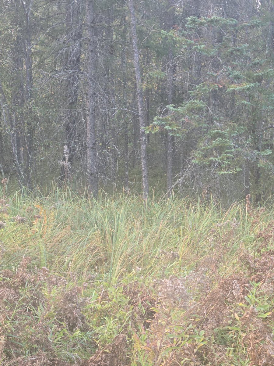 This is why <a href="/MossyOak/">Mossy Oak</a> pattern is elite.

#WheresWaldo