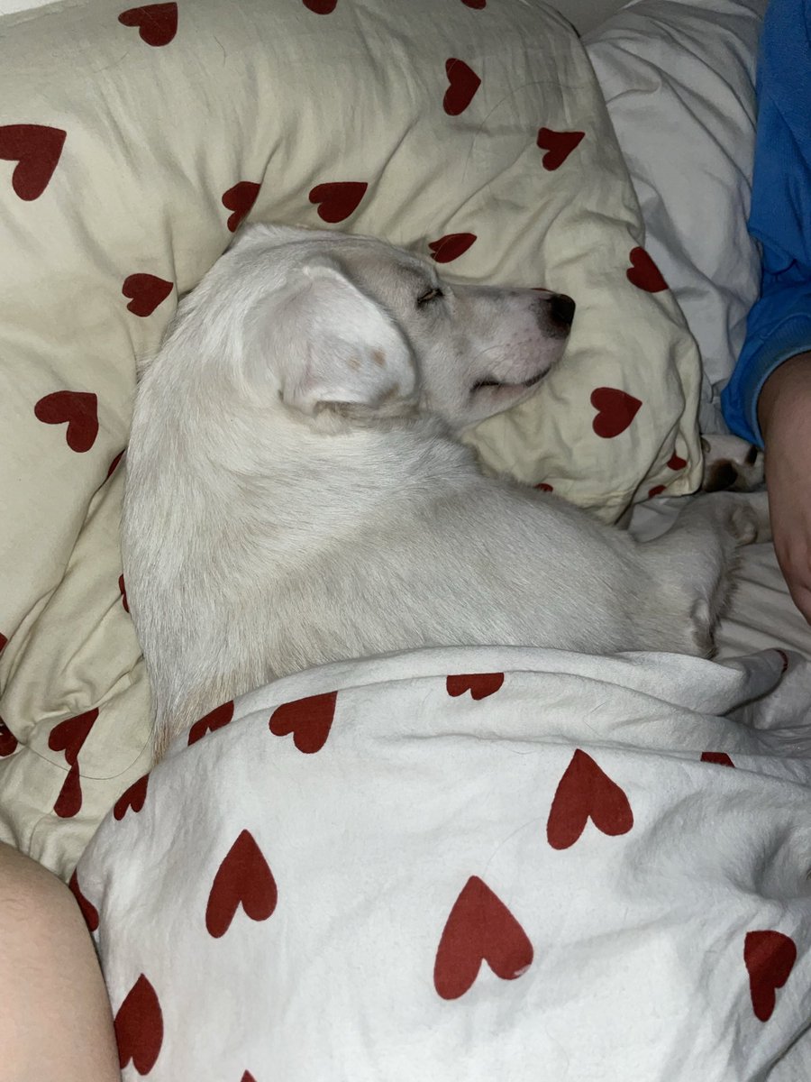 fidodobébé 💕