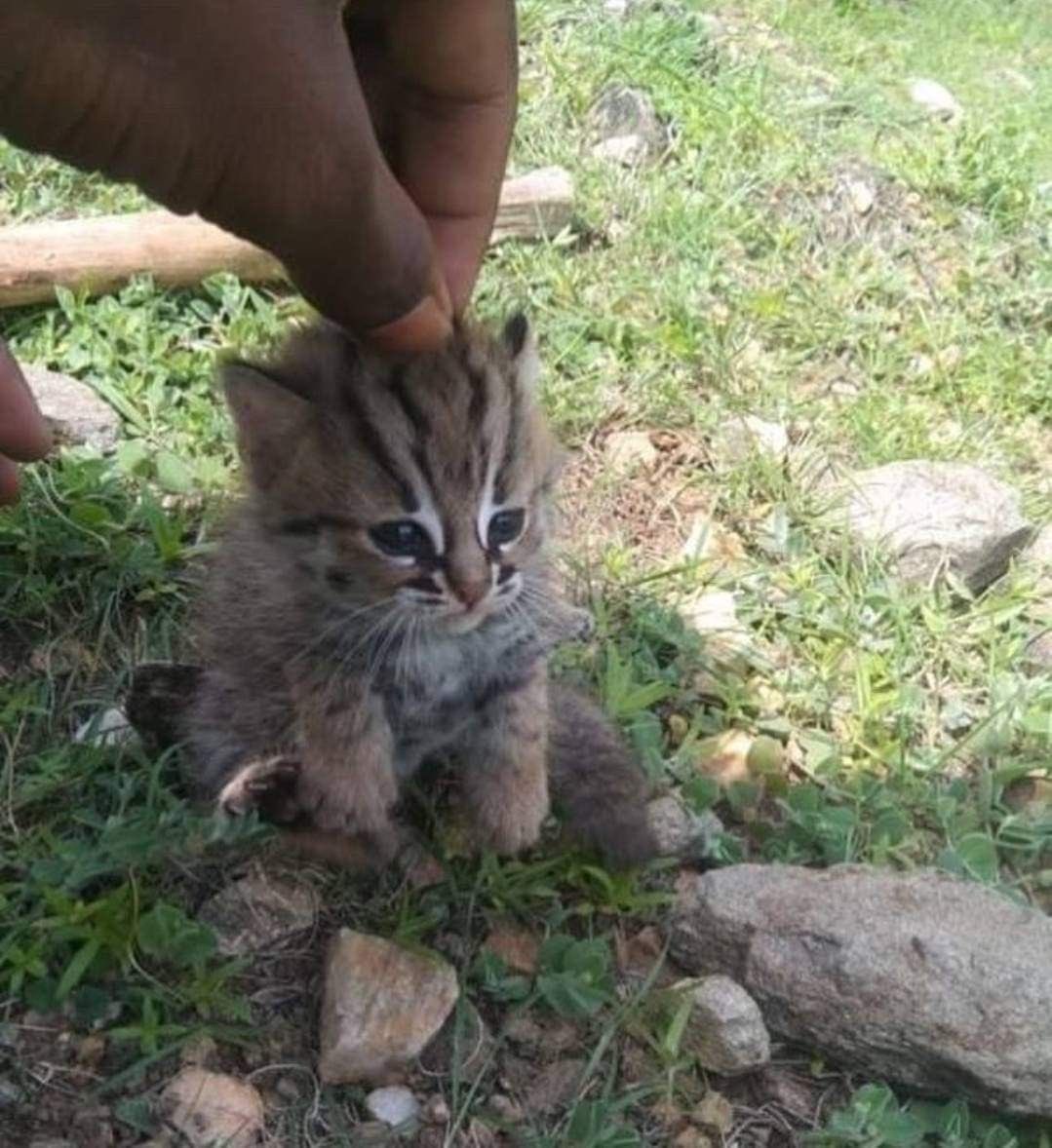 Cute Cats 🐱 (@cutecats_____) on Twitter photo 