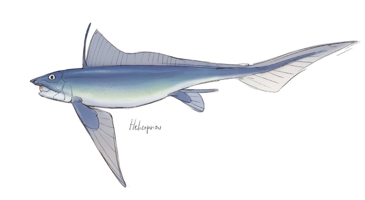 Capi974's tweet image. Felt like trying to construct an Helicoprion concept since I always find them as sharks when searching for images