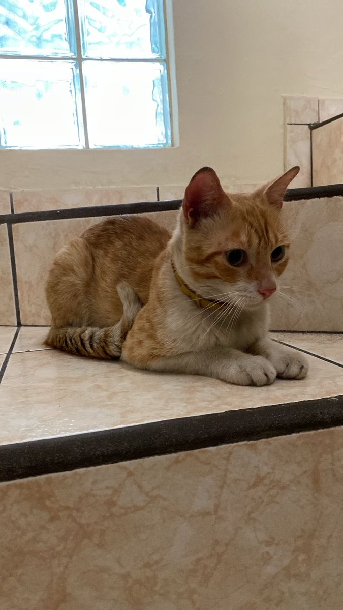 Servicio social:
Hemos encontrado este gato que tiene como 5 días de andar en la calle, tiene collar y no se ve maltratado de la calle. En teoría tiene casa y está perdido. Si alguien sabe quien es el dueño le pueden decir que me escriba por DM. No está en adopción.