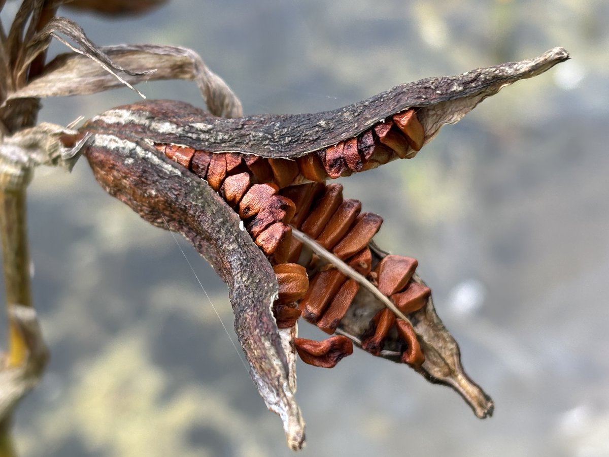 edmondslyn's tweet photo. A 3-sided pod of Yellow Iris, Iris pseudacorus, that has split open revealing its many flattened red-brown seeds that have started to disperse into a nearby pond, seen in Wandlebury, Cambridgeshire 
#YellowIris #Seeds #Autumn #WildflowerHour @wildflower_hour @BSBIbotany https://t.co/lcrV6Ar1T2