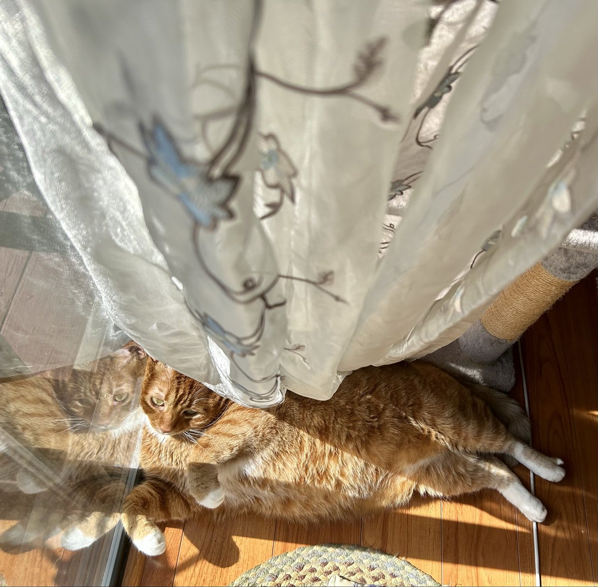 #lazysunday