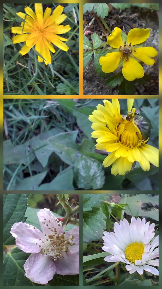 Still lots flowering for this week's #wildflowerhour lots of bramble flowers