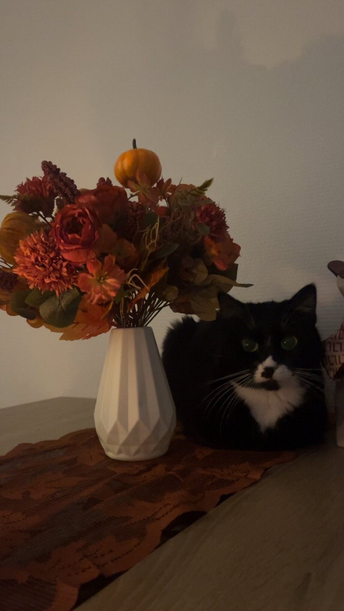 PerigordN's tweet photo. Ma Luna se marie bien avec l’automne 🧡🍂 https://t.co/Qvksu4MbmB