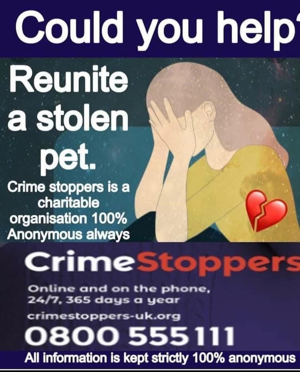 rosiedoc666's tweet photo. #StolenDogHour
BRUNO IS STILL OUT THERE SOMEWHERE- STOLEN BY MASKED INTRUDER -
Male #Poodle x #Ackworth North #Elmsall & #Upton #WF7
https://t.co/g7U1AqYMVN
OWNER IS SO WORRIED - where did you take him? https://t.co/cgElNOWXnE