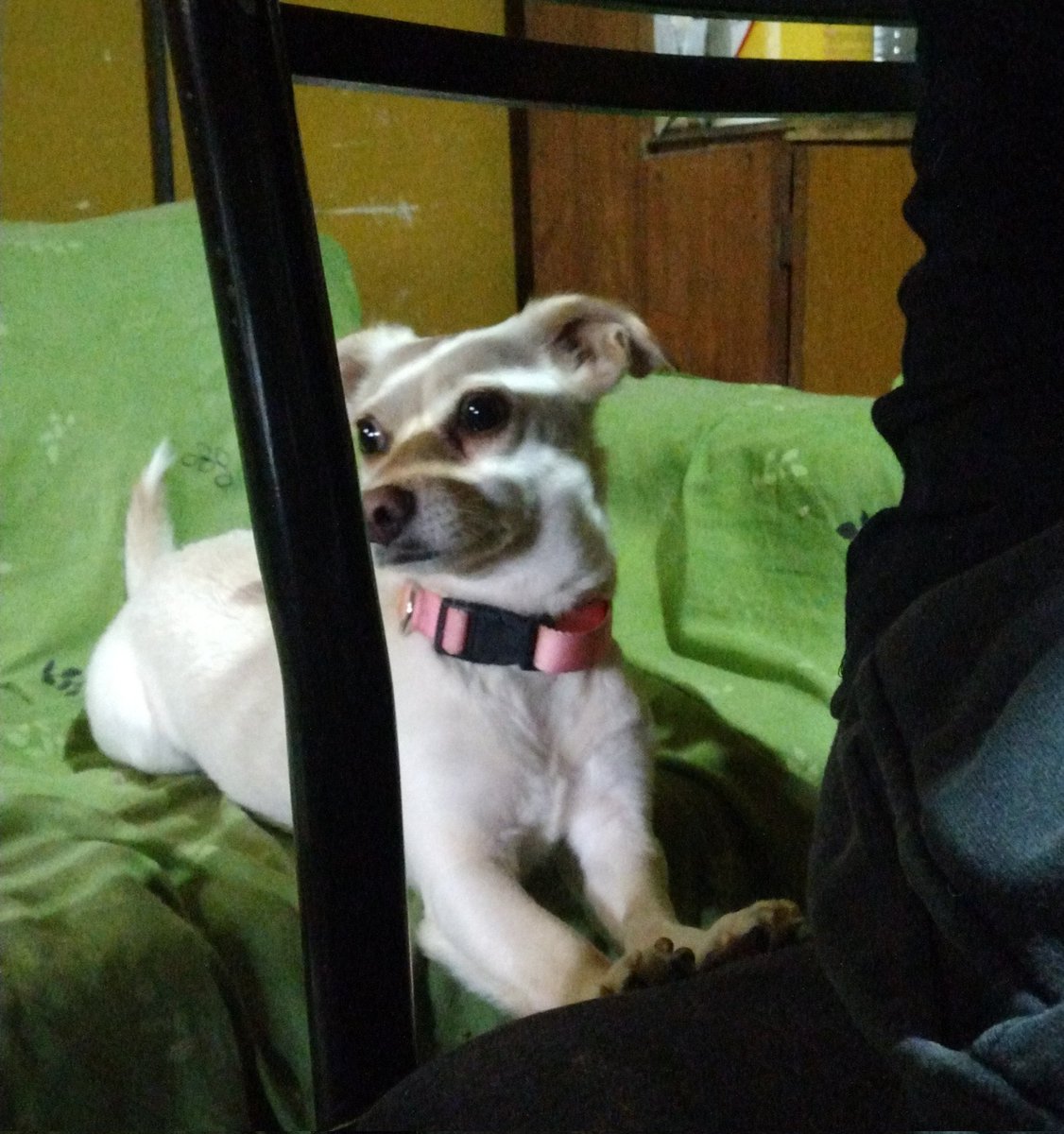 zephyrxnthes's tweet photo. una de las perras está OBSESIONADA conmigo, desde que la agarré de la calle me sigue por toda la casa, me espera en la puerta del baño, se sienta conmigo en la silla y cuando no puede me apoya LAS PATAS para estar en contacto de alguna forma https://t.co/aMbyckkx5Y