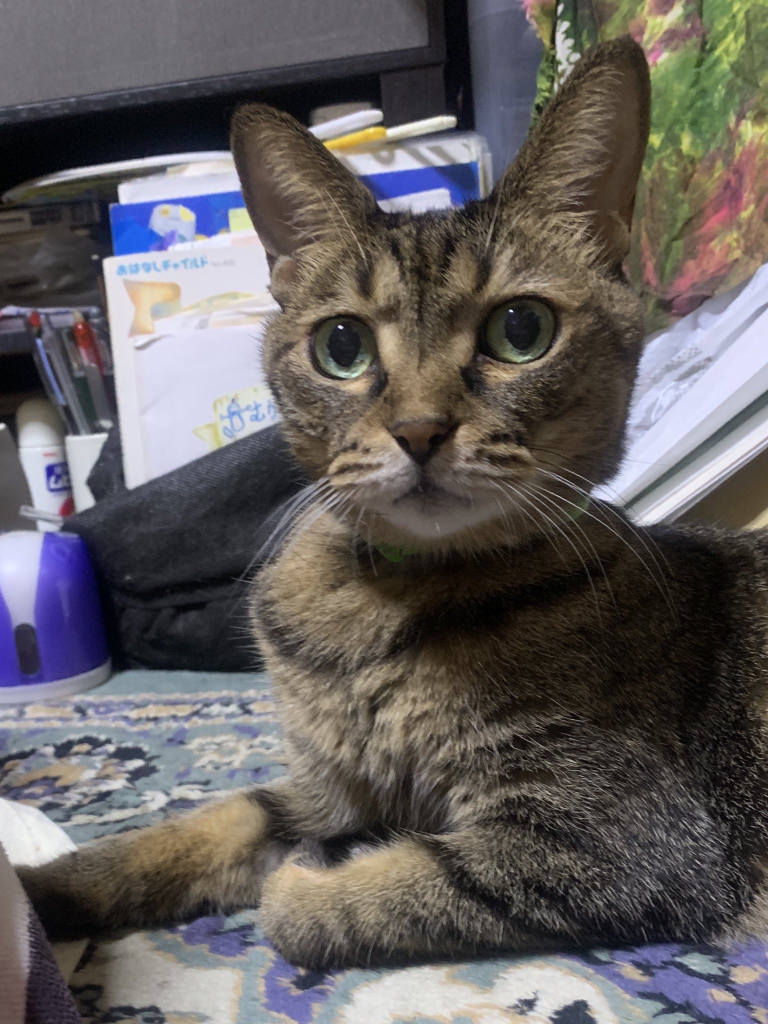 猫 フィギュア専門店 -ソダチトイズ / JXK クッパ猫 Bowser cat