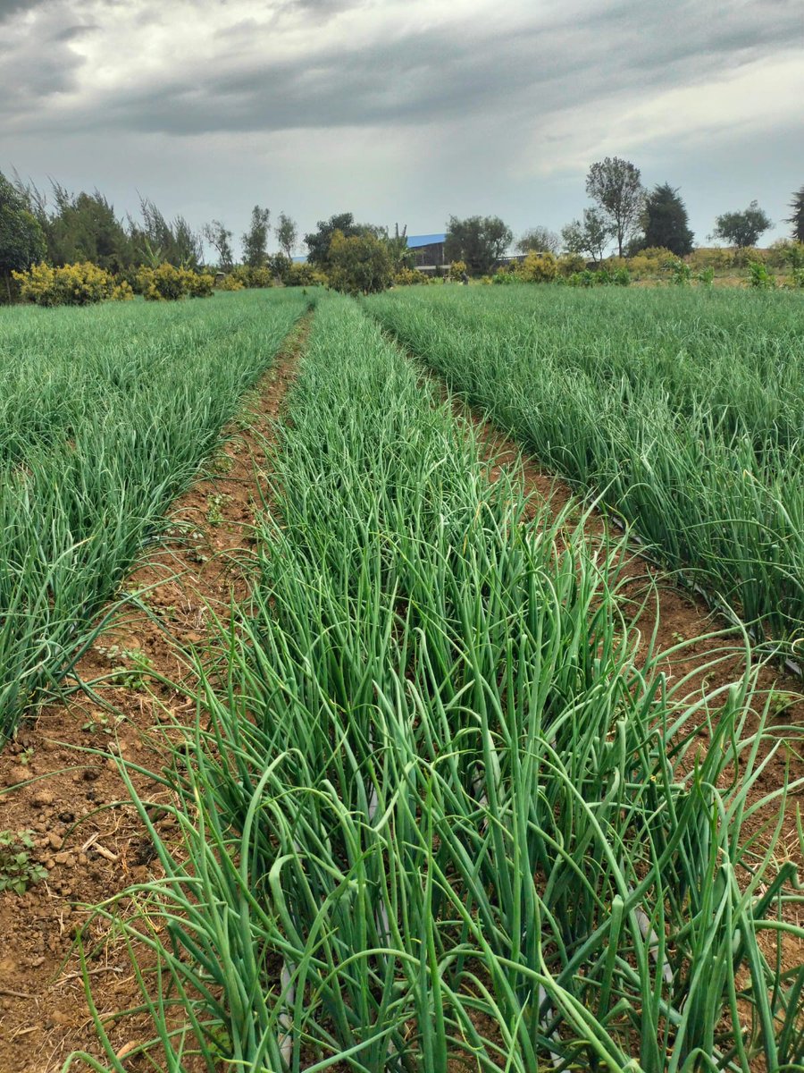 NderuiMisheck's tweet photo. 🎄🚜 Early Christmas for Onion Farmers! 🧅✨
Buy Malbec F1 this week and get a FREE branded Farm Rescue cap ya kuvaa sikuu ya Christmas 😎🧢
PLUS a free written onion farming guide to help you achieve top yields! 📘💪

👉 https://t.co/iyQ1InwhQr
📞 Call: 0703 854 753 https://t.co/amCEDIQMdA