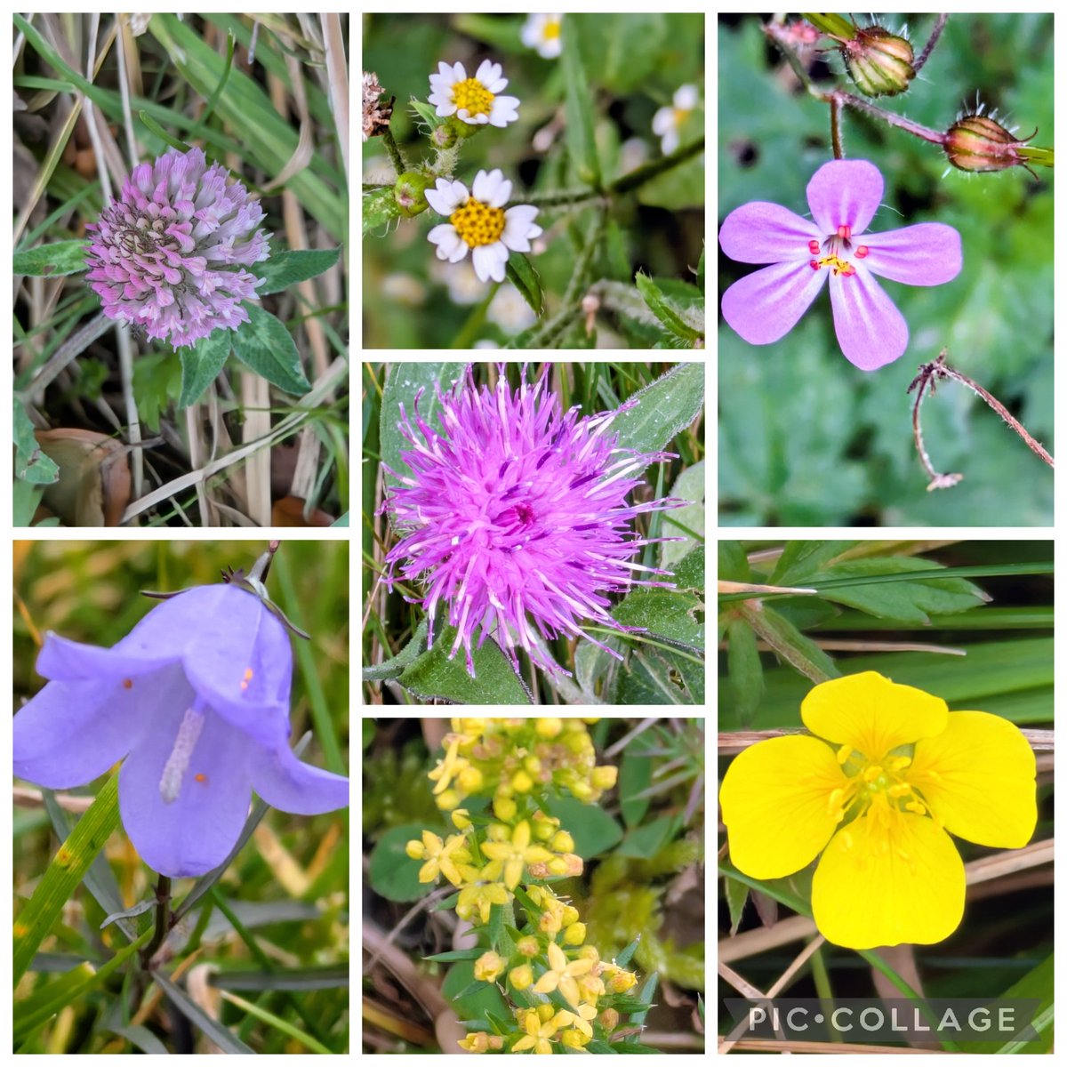 #wildflowerhour Some of my finds from N. Lancs and N. Yorks this week. Red Clover, Shaggy Soldier, Herb Robert, Knapweed, Harebell, Lady's Bedstraw and Tormentil