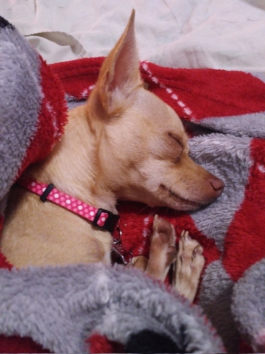 princesstegantx's tweet image. Chasing some zzzz after pawtrol #ZSHQ #chihuahua #dogslife #dogsoftwitter #dogsofX