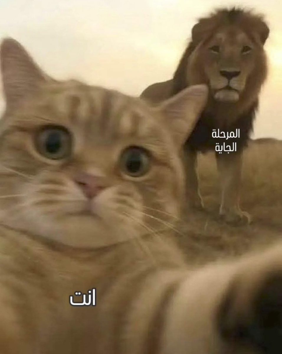 Arab Memes (@arabmemesss) on Twitter photo 