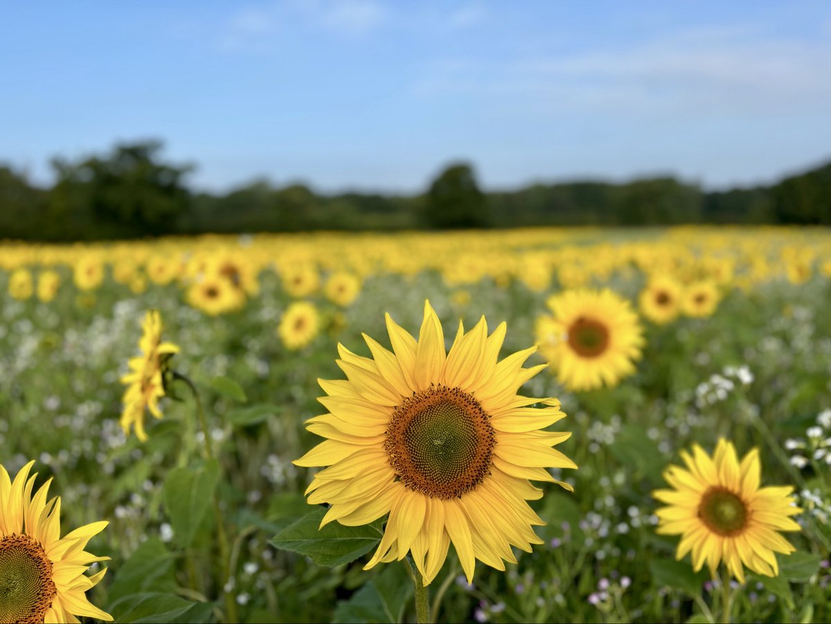 Chris Millward Jnr tweet media