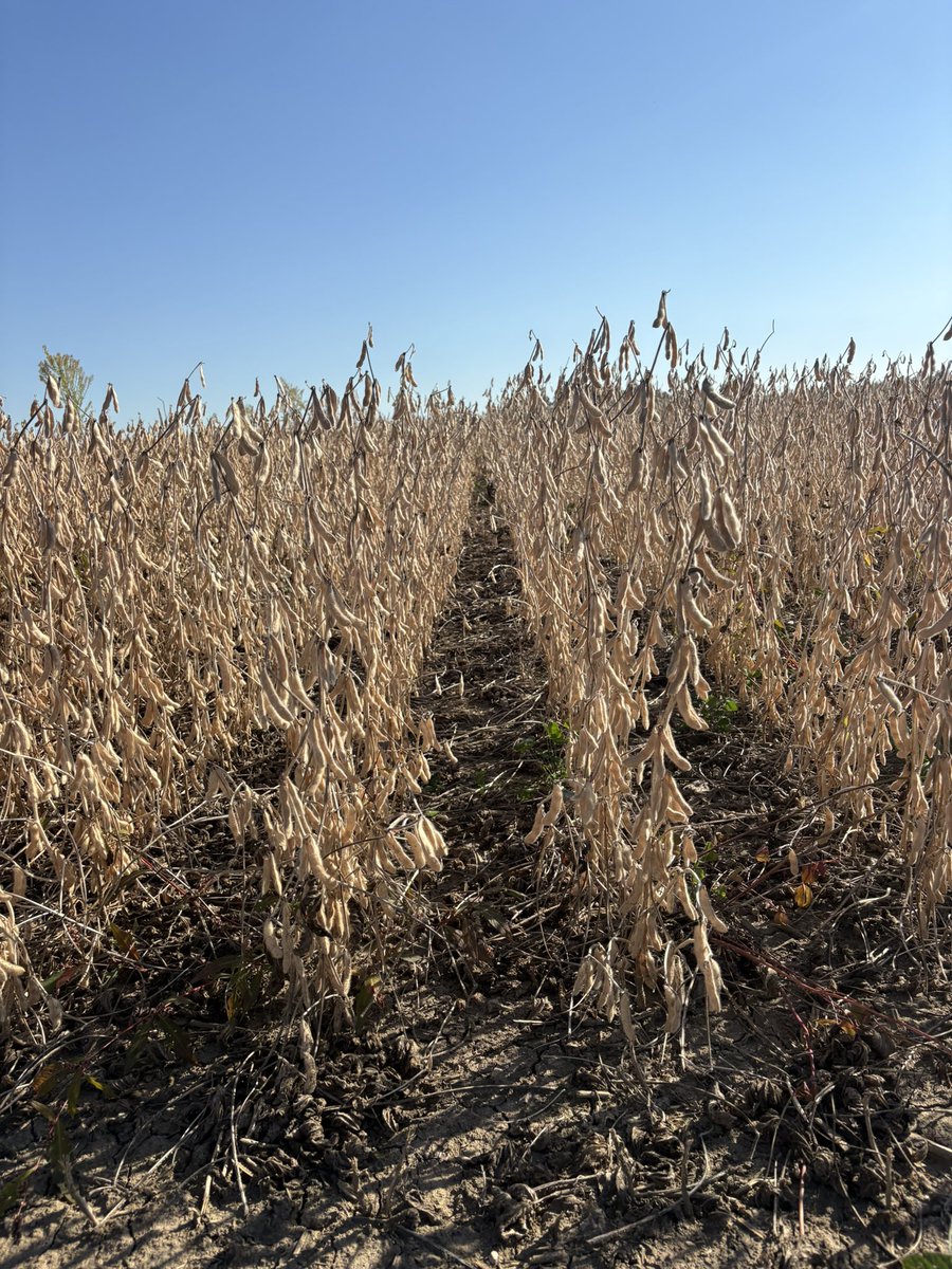 #Sundayfunday  NK seeds plot coming off. <a href="/NKSeedsCanada/">NK® Seeds Canada</a> #JacksonSeeds #SeaCan