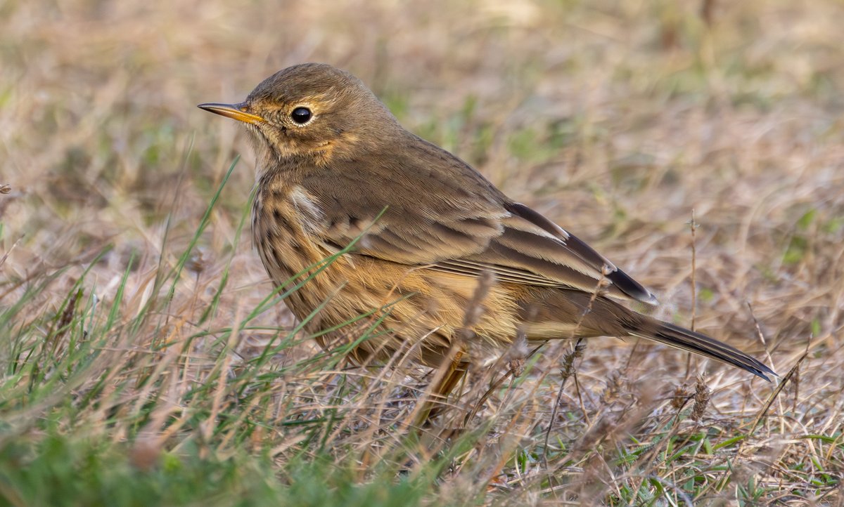 Peter Garrity tweet media