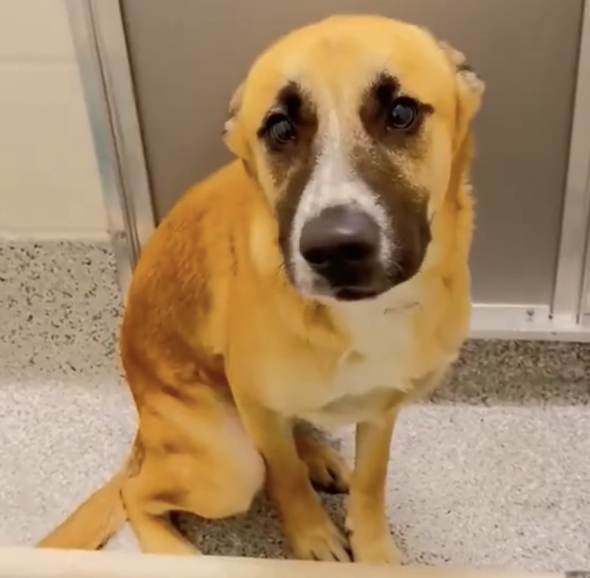 🙏💙🐾🎉 POPPY has been rescued and on the way to the vet! He will be spending a few days in the hospital to repair his leg! As soon as I receive all the details I will provide them to all of you! Thank you so very much for helping this sweet puppy find safety 🐾🙏 
Houston #TX