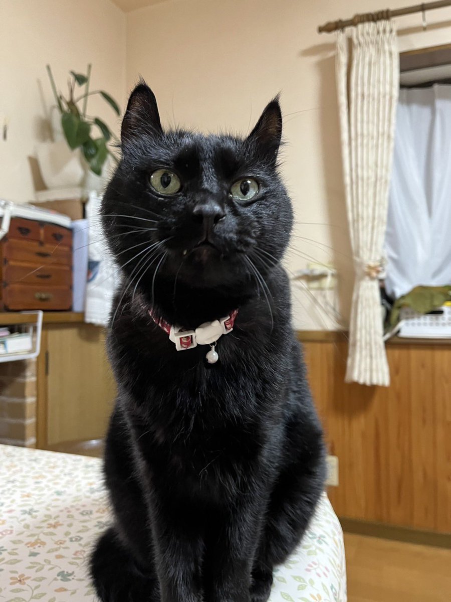 ⭐︎にゃこ⭐︎ 桜子 (@OT7PCyURTN3QzDr) / Posts / X