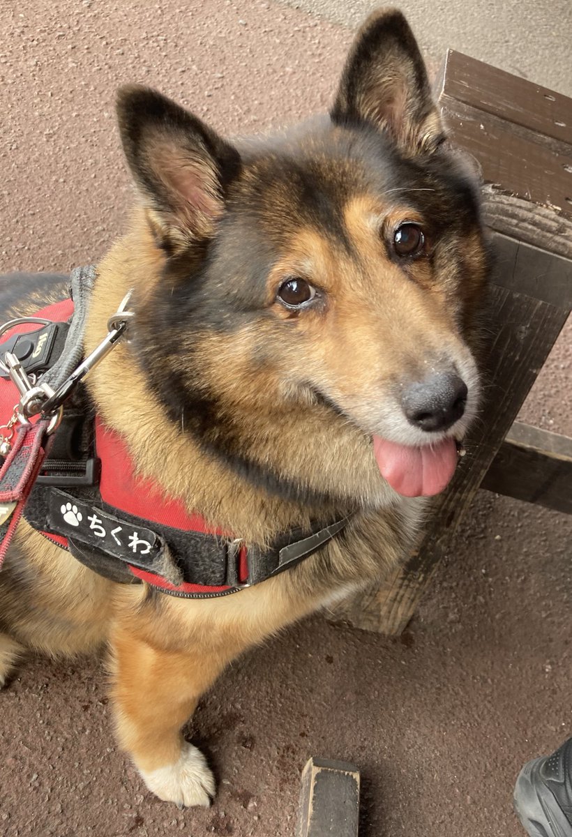 ⭐︎ちくわ⭐︎ ちくわ (@chikuwa_gaming) / Posts / X