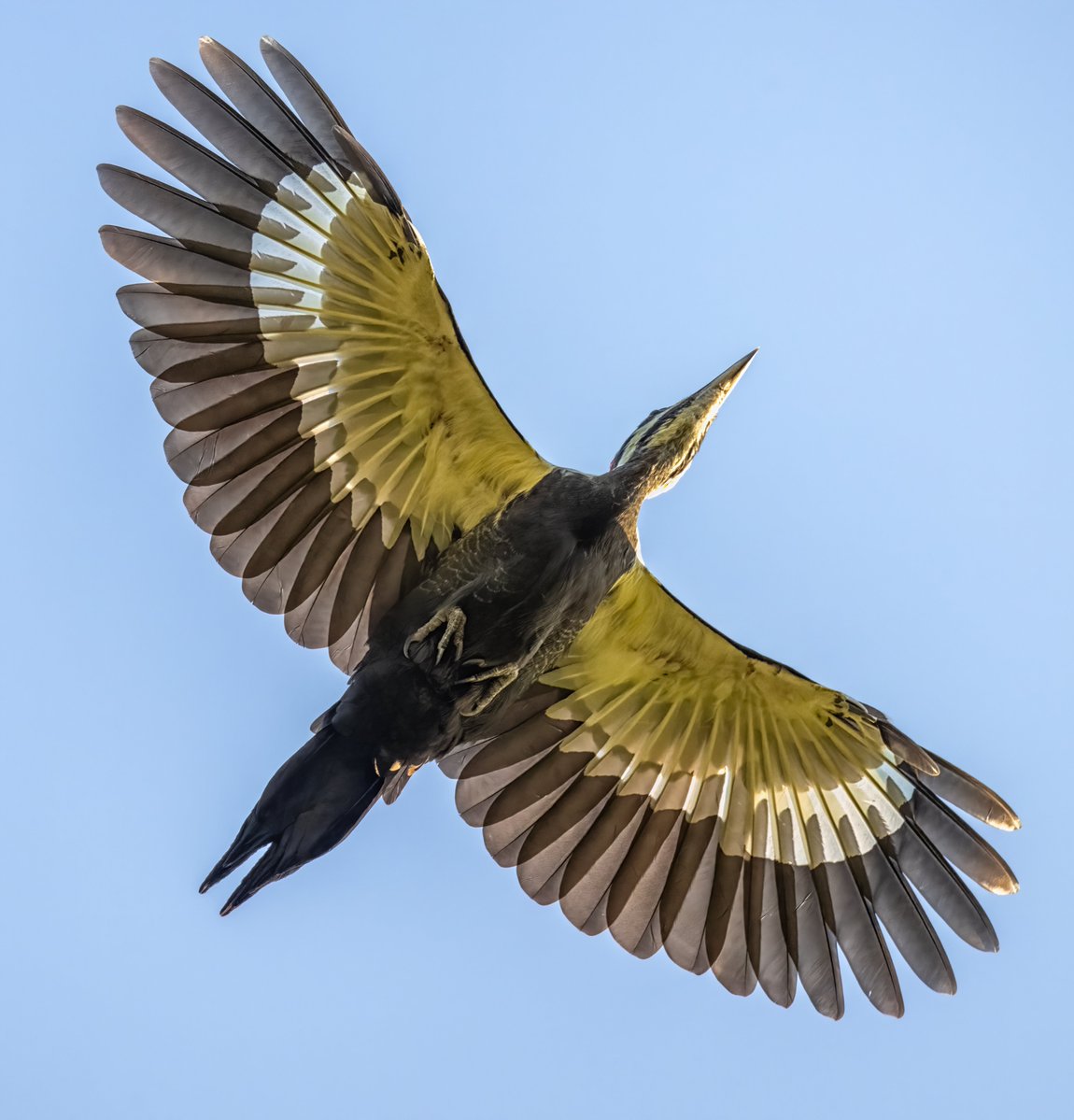 JocAPhotography's tweet image. A Pileated Woodpecker passing by overhead.