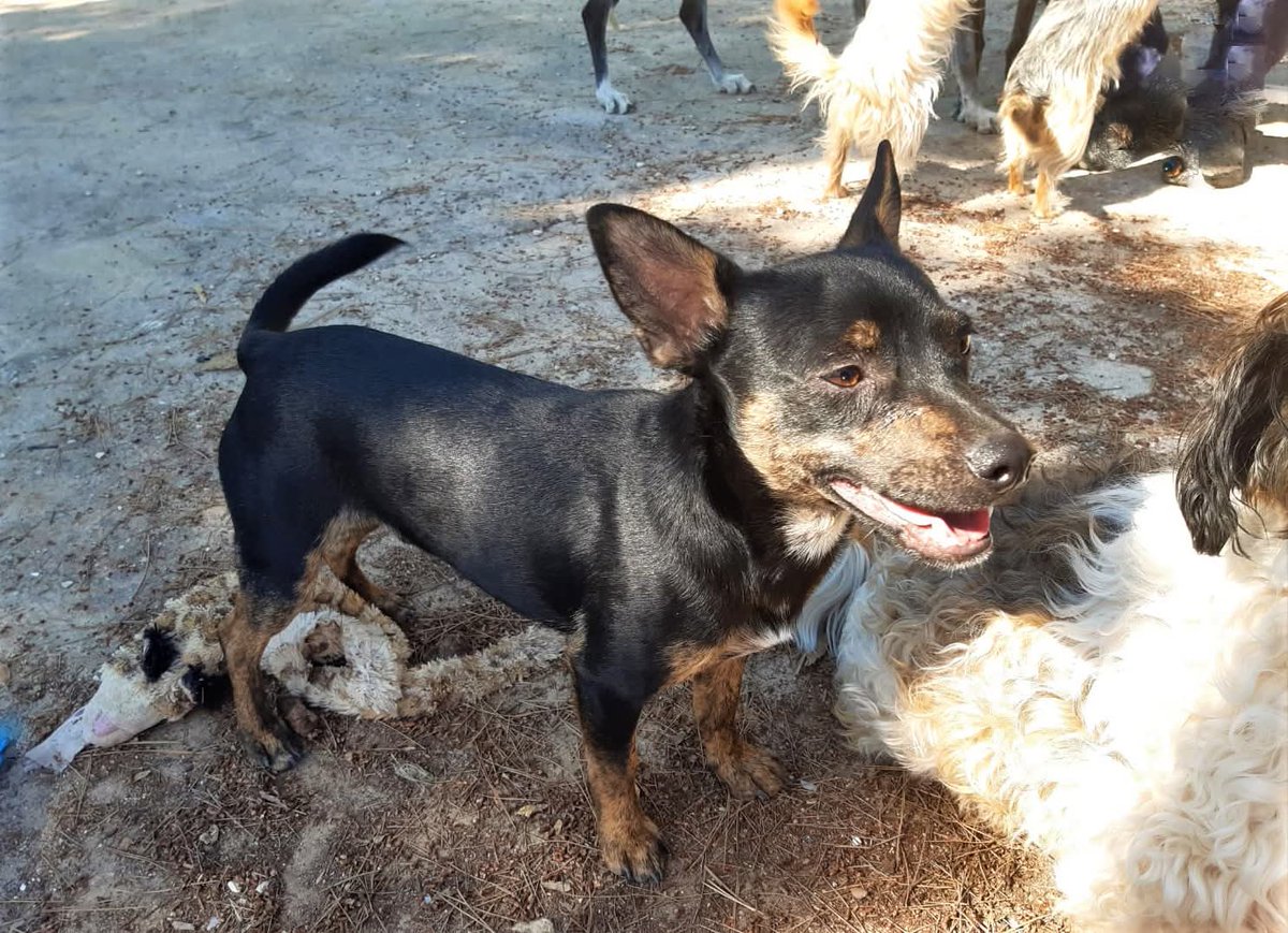 Por favor ayuda a muchos perretes mayores y enfermos y no hay ni voluntarios, ni ayuda económica, no hay nada 😢
Está en un pueblo de Alicante 😢😞😭
Copio :
Estoy volviendo al Santuario, que es mi casa, la cual compre para que fuese una protectora, com fue durante 2 años aunque