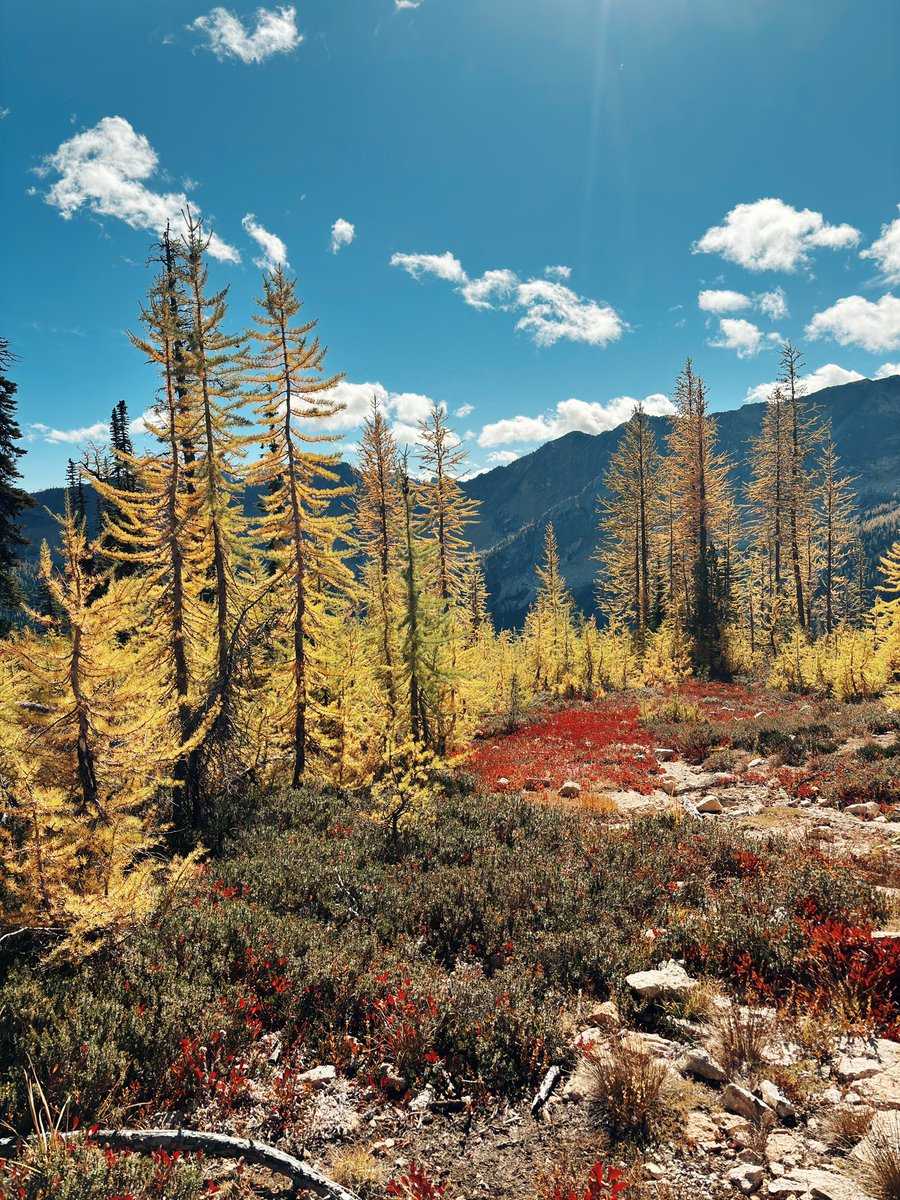 prodevol's tweet image. hiked cutthroat this friday