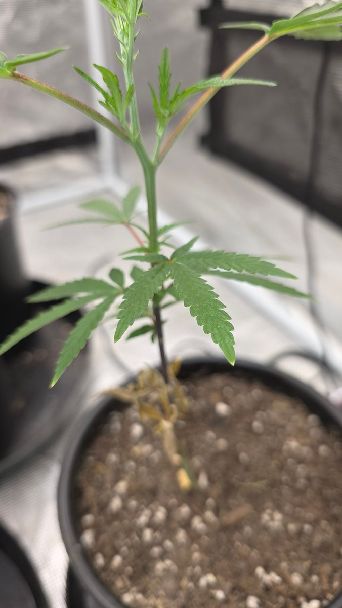 Kush KingWheez♐ tweet media