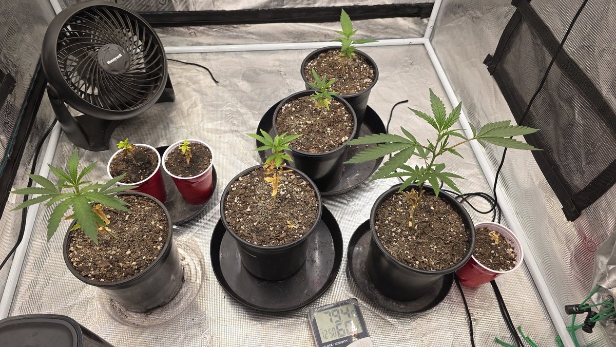 Kush KingWheez♐ tweet media