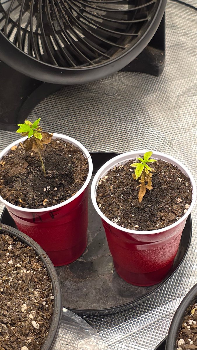 Kush KingWheez♐ tweet media