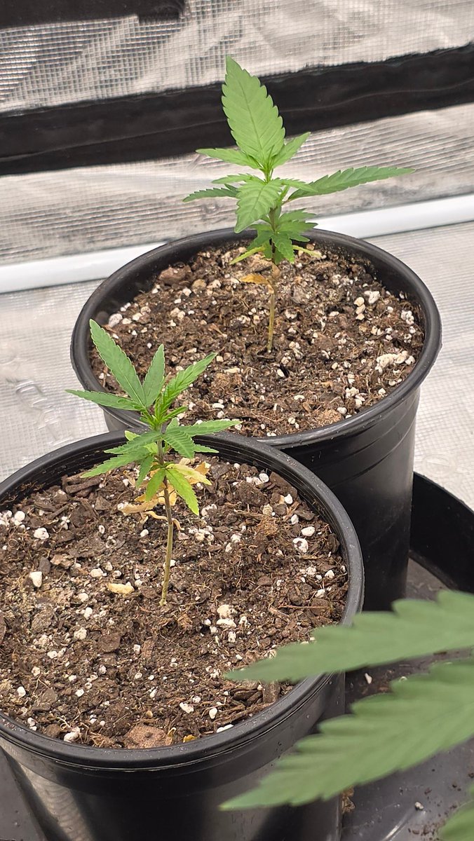 Kush KingWheez♐ tweet media