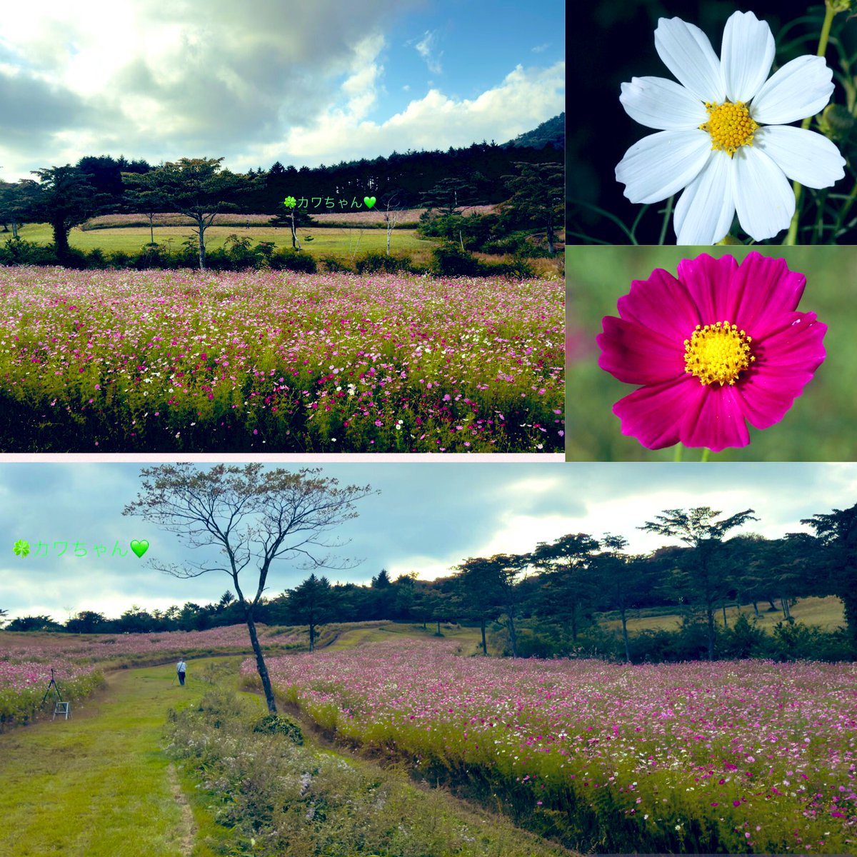 １０月６日(月)おはよう御座います🌸

コスモスは続くよどこまでも💐

標高1200メートル
10万株　100万本のコスモス

内山牧場より