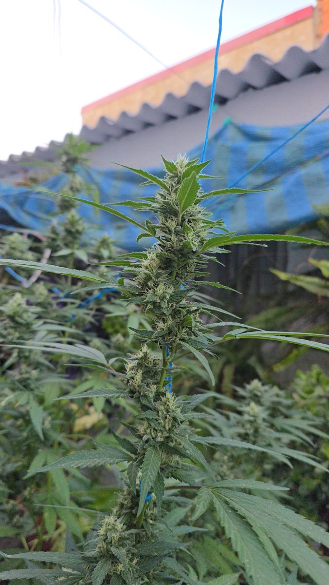 GreenAutoConsumo tweet media