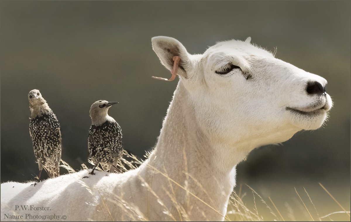 Starlings Hitching a lift North Gare 
<a href="/teesbirds1/">teesbirds</a>
<a href="/clevelandbirds/">cleveland birds</a>
<a href="/DurhamBirdClub/">Durham Bird Club</a>
<a href="/YWT_North/">Yorkshire Wildlife Trust - North Yorkshire</a>
<a href="/YorksWildlife/">Yorkshire Wildlife Trust - follow us on Bluesky 🦋</a>
<a href="/NTBirdClub/">Northumberland & Tyneside Bird Club</a>
<a href="/wildlifemag01/">WildLife Magazine</a>
<a href="/YorkBirding/">York Birding</a>

#Nikon #forever

@birds

<a href="/BirdWatchingMag/">Bird Watching</a>