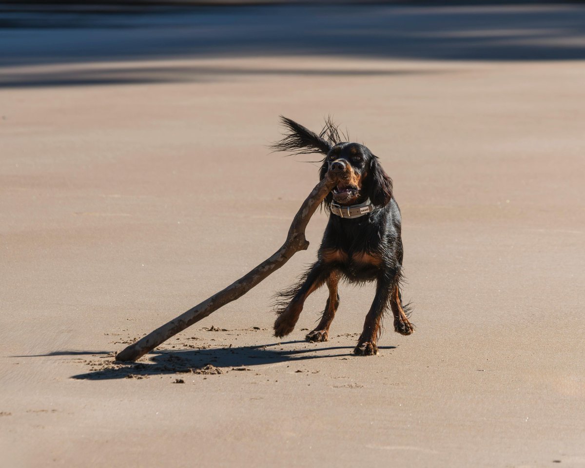 kninepets's tweet image. Grab the perfect toy 🎾, turn up the fun 🐕💨, and always play safe for a happy, healthy pup 🐾❤️

kninepets.com

#FetchFun #DogPlaytime #HappyPup #Zoomies #DogToys #PlayAllDay #SafePlay #ActiveDogs #HealthyDogs #PetAdventure